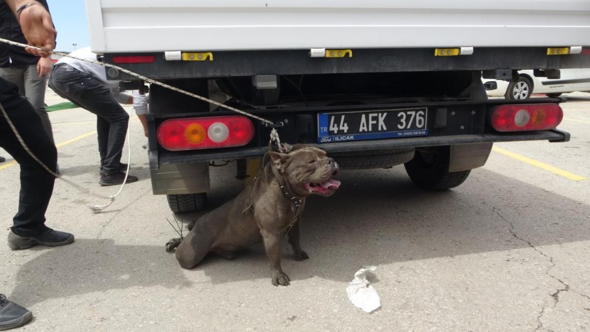 Malatya’da etkinlikte pitbull dehşeti