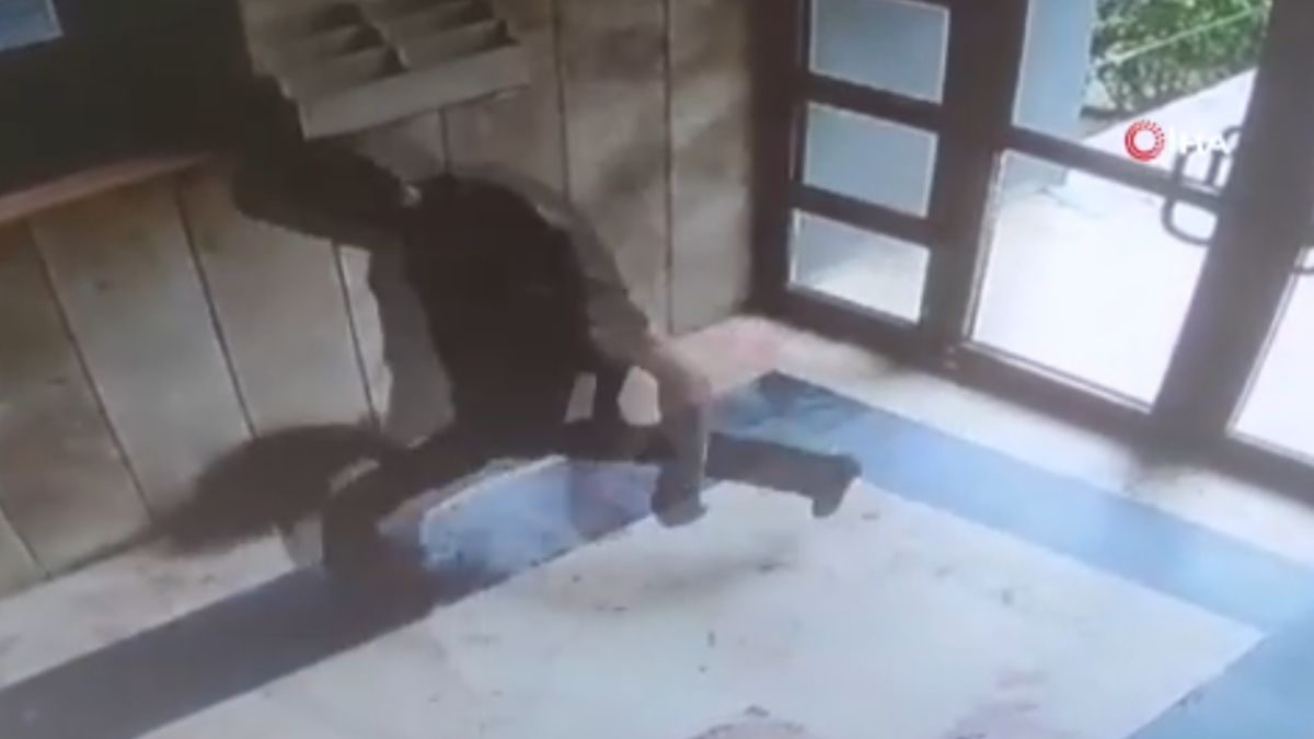 İstanbul’da kediye eziyet eden şahıs yakalandı